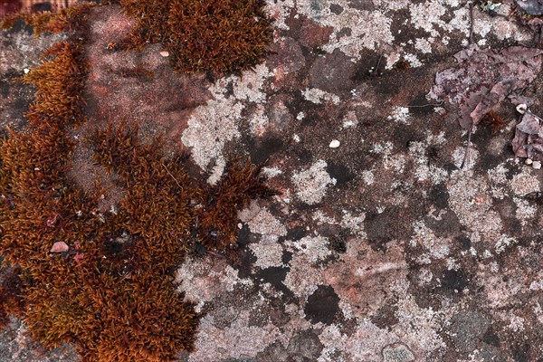 Various mosses on a lime sandstone