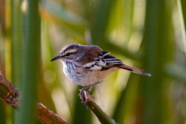 Cape long-billed lark