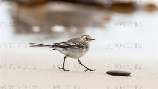 White wagtail