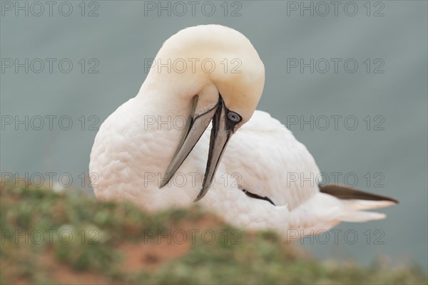 Northern gannet