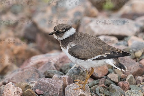 Little ringed plover