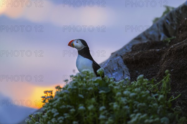 Puffin