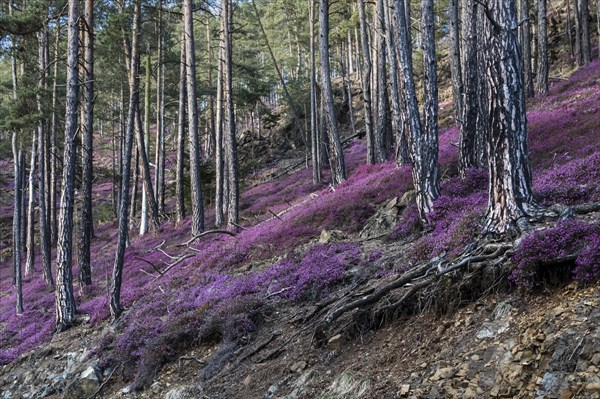 Flowering snow heather