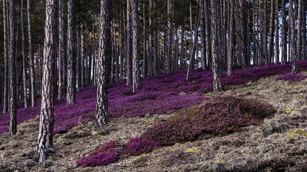 Flowering snow heather