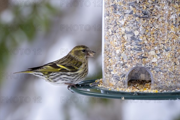 Eurasian siskin