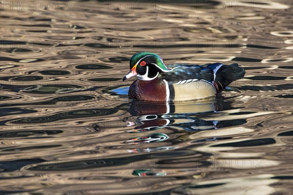 Wood duck