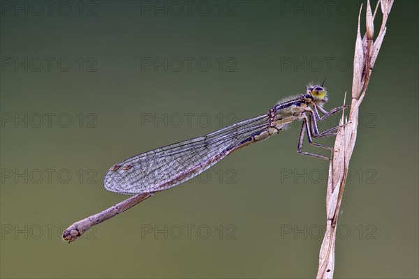 Azure damselfly