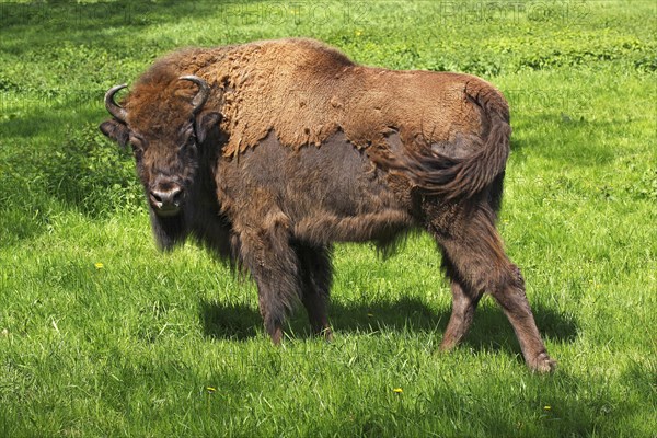 Bison