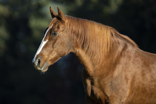 Chestnut warmblood gelding