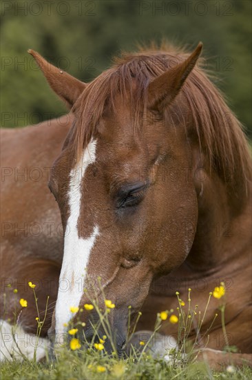 Sleeping warmblood gelding on pasture