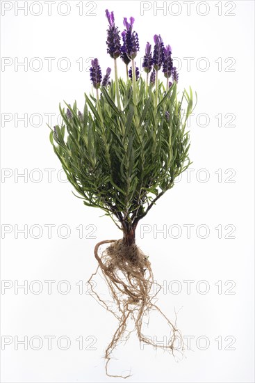 French lavender