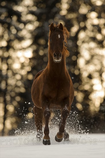 Thoroughbred Arabian gelding galloping on winter pasture