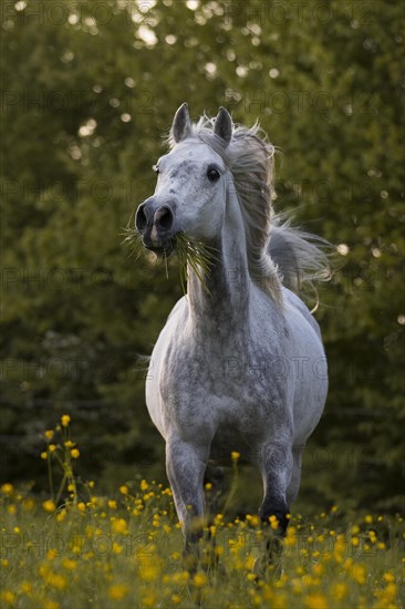 Thoroughbred Arabian gelding grey in spring on the meadow