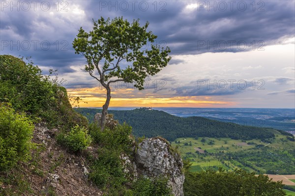 Young oak on slope