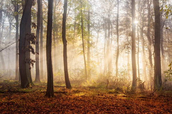 Light-flooded deciduous forest of oaks and beeches in autumn