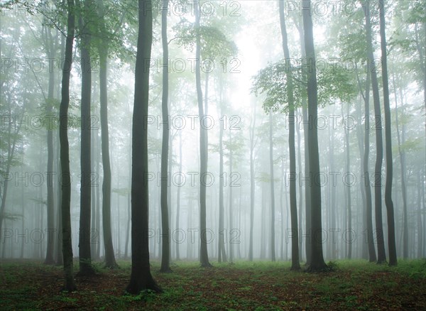 Beech forest