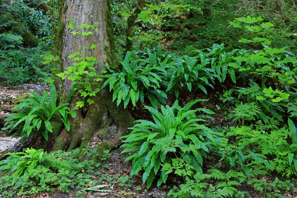 Hart's-tongue fern