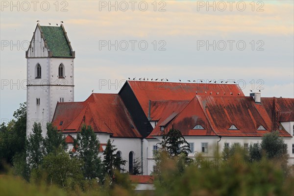 Storks sitting in a row on church roof