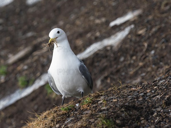 Kittiwake