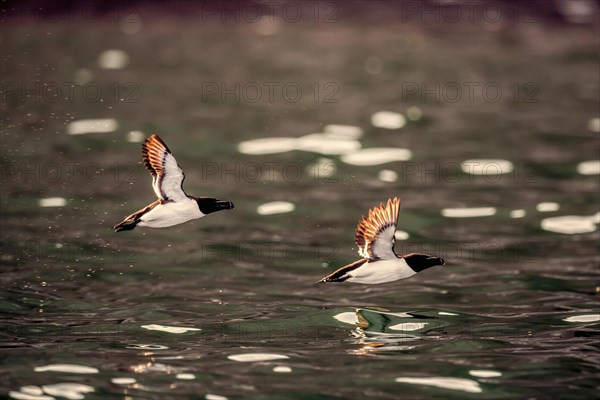 Razorbill