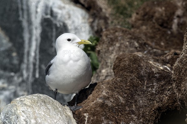 Kittiwake