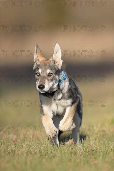 Marxdorf wolfhound