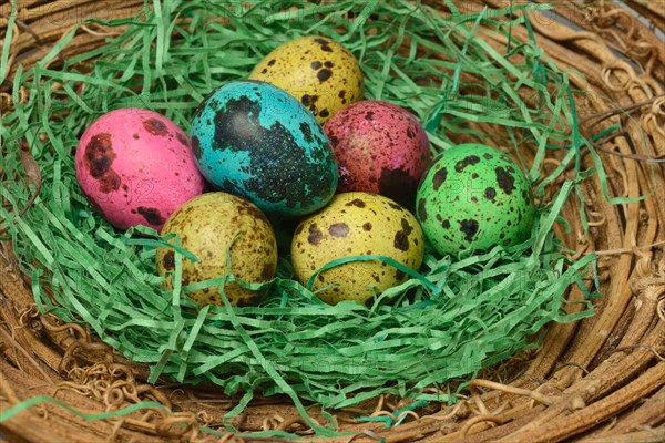 Coloured quail eggs in nest