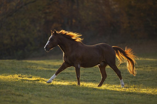 Chestnut warmblood gelding gallops across the pasture