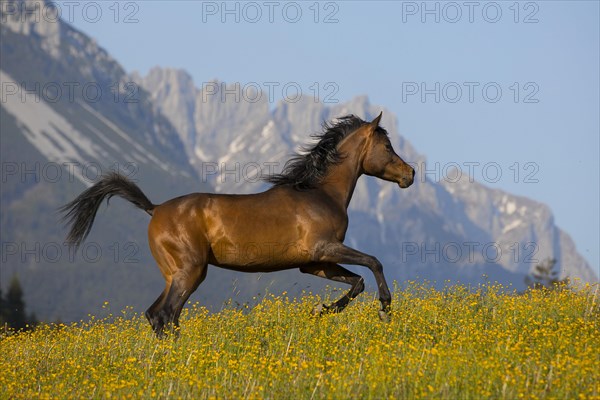 Young thoroughbred Arabian mare gallops over flowery meadow in front of mountain scenery