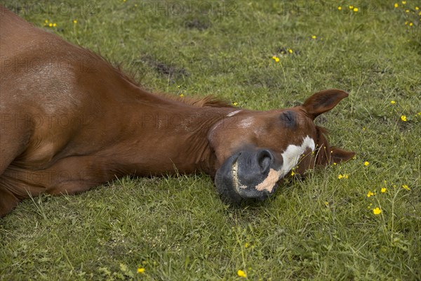 Sleeping warmblood gelding on pasture