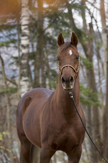 Thoroughbred Arabian gelding chestnut in autumn portrait with decorative halter