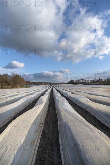 Asparagus field covered with foil