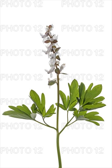 White-flowered hollow larkspur