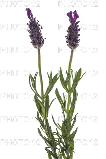 Flowers of lavender