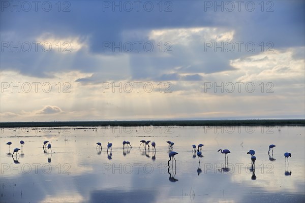 Greater flamingo