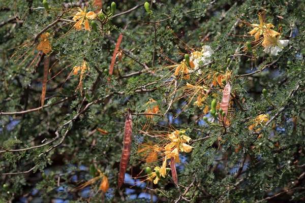 Royal Poinciana