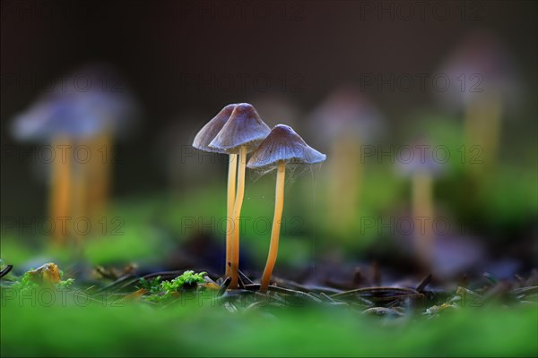 Clustered bonnets