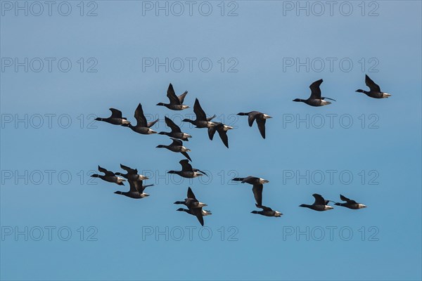 Brent Goose