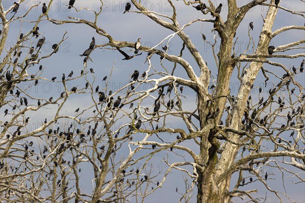 Great cormorant