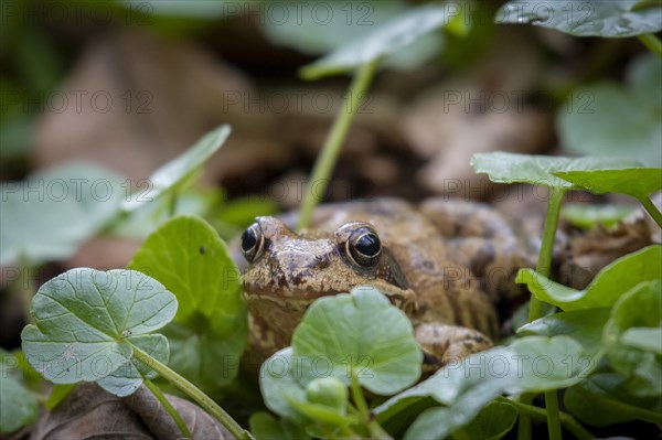 Agile frog