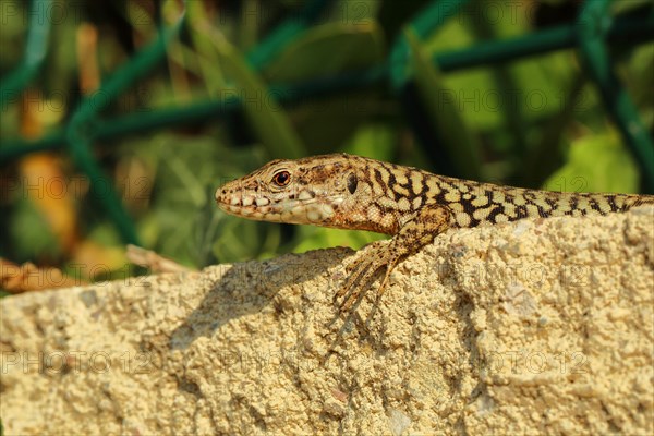 Wall lizard