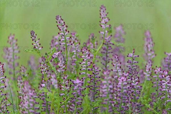 Common Fumitory