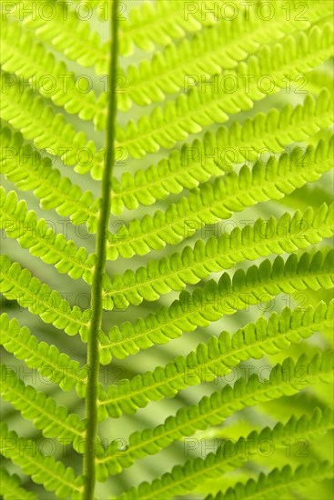 Ostrich Fern