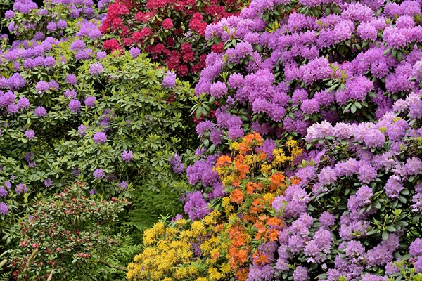 Rhododendron Park Bad Sassendorf