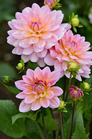 Decorative dahlia