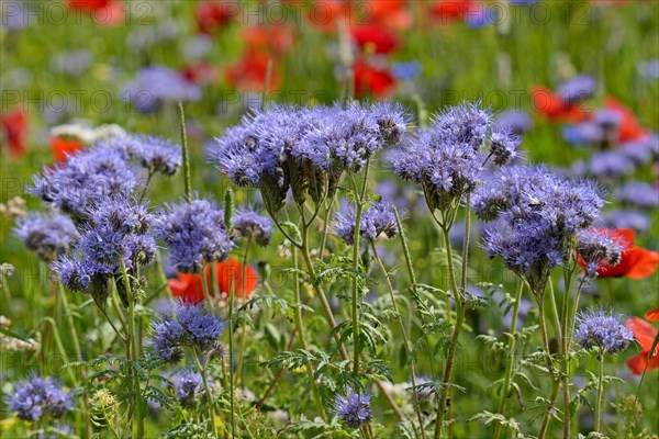 Lacy Phacelia