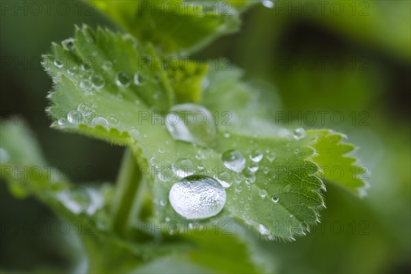 Water drops on leaves