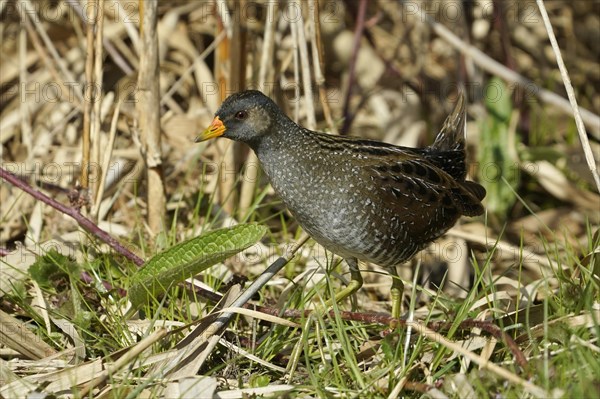 Water Rail