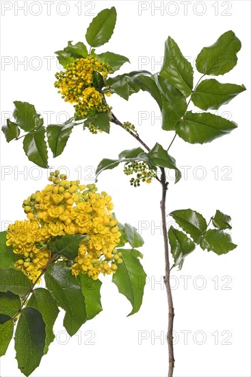 Flowering branch of a Holly