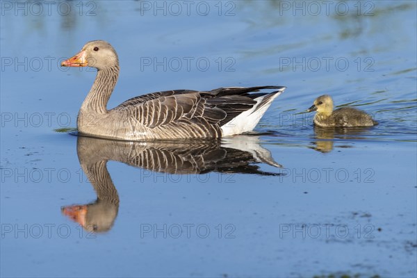 Greylag goose